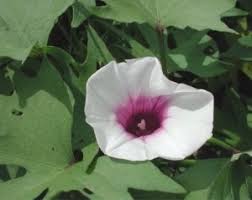 Image result for Ipomoea marginata