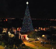 Rocky Mountain Pine Tree Beach Christmas Trees Christmas Tree Design Tree Lighting
