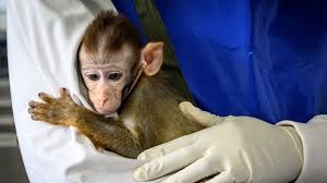 They are being taken from their mothers far too early by. Covid 19 Vaccine Research Is Facing A Monkey Shortage The Atlantic