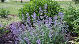 Sometimes catnip is called catmint and vice versa. Catmints Audubon Rockies