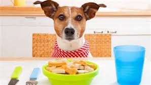 3 how to prepare your own homemade diabetic diet 7 treatment and care for your diabetic doggies: Best Homemade Food For Diabetic Dogs New Dogs Food Recipes Diabetic 40 Ideas Dog Food Recipes Raw Dog Food Recipes Best Organic It Is Known That Female Dogs
