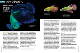 Full review mini tank food rocks plants water etc. Amazonas Magazine On Twitter Amazonasmagazine Insidelook Aquaticnotebook Returns With Our Official Reporting Of The Glofish Betta Release Also In This Installment Goodeid Conservation At The Chesterzoo Rediscovery Of A Lostspecies Of