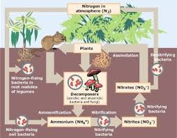 How Nitrogen Fixation Works In 2020 Nitrogen Cycle Nitrogen Fixation Nitrogen