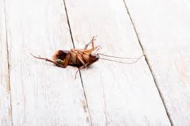 How do pest control companies treat termites? Cockroach Fogger 4 Things You Should Know Terminix