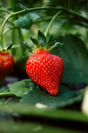 Feel free to send us your own. 100 Strawberry Pictures Download Free Images On Unsplash