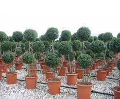 Pom pom real topiary trees. Formal Topiary Europlants Esi External Works
