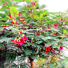 Image result for Sesbania