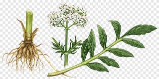 Sehingga suasana tariannya akan tampak riang gembira. Valerian Herbalism Sleep Tincture Plant Roots Leaf Vegetable Leaf Png Pngegg