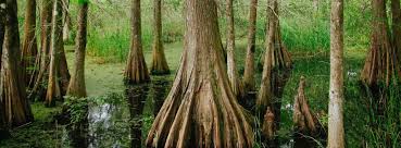 The cypress mulch blend is an all natural shredded cypress that helps establish healthier plants. Cypress Mulch The Good The Bad And The Alternative Gaston Mulch