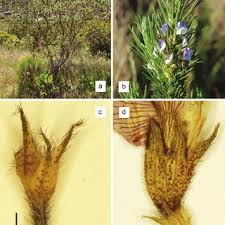 Image result for Psoralea arborea