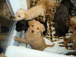 Free Puppies York Pa All Puppies Now Have Homes Free Puppies Puppy Images Puppies