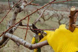 The trees' response is determined by whether the tree is. How To Prune Fruit Trees In The Winter 4 Simple Steps To Success