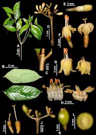 Image result for Chazaliella abrupta