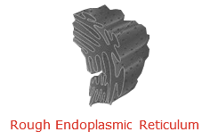 We did not find results for: What Does The Endoplasmic Reticulum Do In An Animal Cell Quora