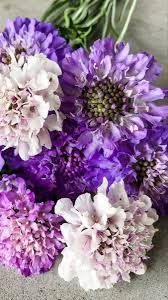 Scabiosa Scabiosa Flowers Bulk Wedding Flowers Wholesale Flowers