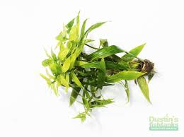 Image result for Hygrophila uliginosa