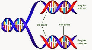 Johnny harris explains why he hasn't bought shampoo for five years and his hair is perfectly fine. Topic 2 7 Dna Replication Transcription And Translation Amazing World Of Science With Mr Green