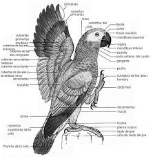 Anatomy Of A Bird Papagan Evcil Hayvanlar Veterinerler