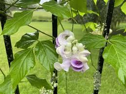 Image result for Vigna oblongifolia