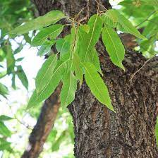Sawtooth oak trees are one of the fastest growing oak trees. Sawtooth Oak Tree On The Tree Guide At Arborday Org