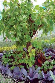 The most common example that you can find in the grocery store is asparagus. Perennial Vegetables Mother Earth News