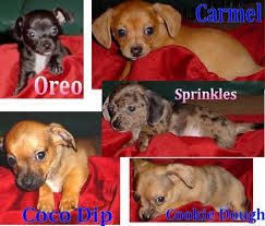 Chiweenie puppies for sale near me. Teacup Chiweenie For Sale Usa