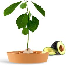 Remove the seed (pit) from a fresh, ripe avocado. Zelarman Avocado Tree Growing Kit Avocado Pit Germinator Grower Avocado Seed Planting Bowl Grow Your Avocado Plant Indoor Unique Kitchen Garden Seed Starter Gift For Men Women Kids Yellow Walmart Com Walmart Com