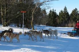 Course de chiens de traîneaux — fédération internationale international federation of sleddog sports (ifss) principale instance fédération internationale sportive de traîneau à chiens (fistc) autre(s) instance(s) international sled dog racing association (isdra) world sleddog… … Chiens De Traineau Activites Hivernales Visit Alsace