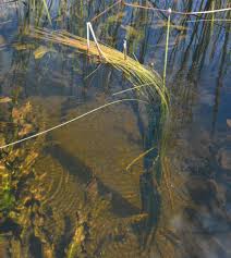 Image result for Eleocharis variegata