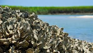 Using Oyster Reefs to Protect Shorelines, with Claire Arre - Climate Break