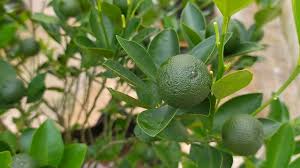 Cara membuat perkedel kentang ini cukup mudah dan praktis, cukup dengan 4 buah kentang, daun seledri dan 1 butir telur, serta dibumbui dengan garam, kaldu jamur dan merica bubuk, anda sudah bisa membuat perkedel kentang yang enak dan gurih. Perkedel Kentang Kukus Kentangnya Dikukus Bukan Digoreng Anti Gagal Review Youtube