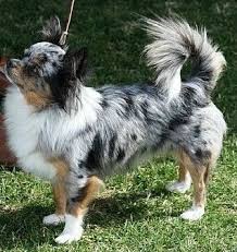 Focus on the longish hair around the dog's merle is both striking and attractive: Black Merle Chihuahua Long Coat Cute Chihuahua Beautiful Dogs Long Haired Chihuahua Puppies