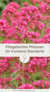 Pflanzen Fur Trockene Und Sonnige Standorte Blumen Fur Garten Pflanzen Pflegeleichte Pflanzen