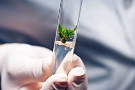 Plant cell culture is a unique process in biotechnology, which has interested many researchers because it can produce products that bacteria or animal cells cannot produce. Four Stages Of Micropropagation Plant Cell Technology Your Partner In Plant Tissue Culture