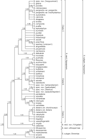 Image result for Scleria bequaertii