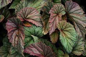 Angel Wing Begonia Care How To Grow An Angel Wing Begonia Houseplant Begonia Care Angel Wing Begonia Houseplant Begonia Houseplant