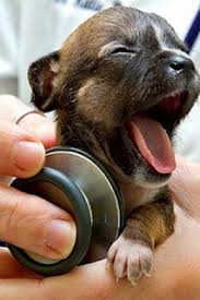 Baby Dogs Cute And Funny Dog Videos Compilation 2019 Perritos Adorables Video Recopilacion Baby Animals Funny Baby Animal Videos Baby Animals