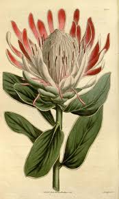 Protea Formosa V 41 1814 1815 Curtis S Botanical Magazine Biodiversity Heritage Library Botanical Illustration Botanical Painting Botanical Drawings
