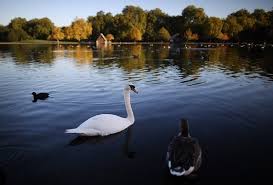 صباح الخير من بي بي سي عربي هنا لندن بريطانيا صباح صباحيات صباح الخير London Morning مصدر الصورة Getty Images Instagram Animals