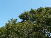 Image result for Julbernardia