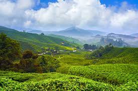 It was also a foodie excursion. Cameron Highlands By Election To Be Held Within 60 Days The Edge Markets