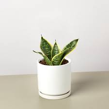 Image result for Habenaria laurentii