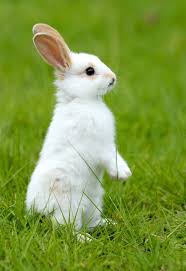 The psychedelia movement of the late '60s was one of the most exciting, innovative periods in rock history, and while lots of great songs came out of it. Cute Small Rabbit Wallpaper Novocom Top