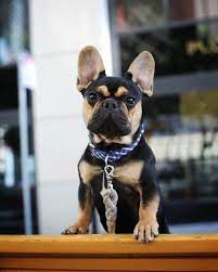 What The Heck Is Hamlet A Rottweiler Puppy A German Shepherd Mix Nope Rottweiler Puppies Cute Little Puppies Rottweiler