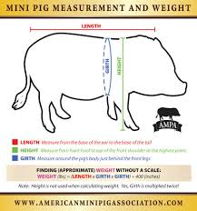 Mini Pig Measuring Chart American Mini Pig Online Store