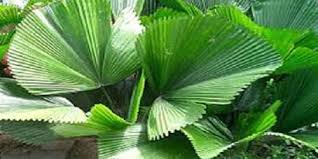 We did not find results for: Pichodia Grandis Palm For Garden Rs 400 Piece Kvm Nursery Id 22264347012