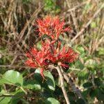 Image result for Combretum paniculatum
