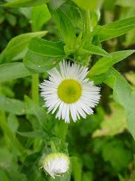 Image result for Microcharis annua