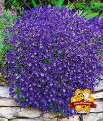 So werden in einem jahr mehrere millionen pflanzen versendet. Blumenstauden Winterhart Online Kaufen Bestellen Bei Baldur Garten Blumen Fur Garten Steingarten Pflanzen