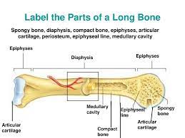 Long bones, especially the femur and tibia, are subjected to most of the load during daily activities and they are crucial for skeletal mobility. 30 Label The Parts Of The Long Bone Labels Database 2020